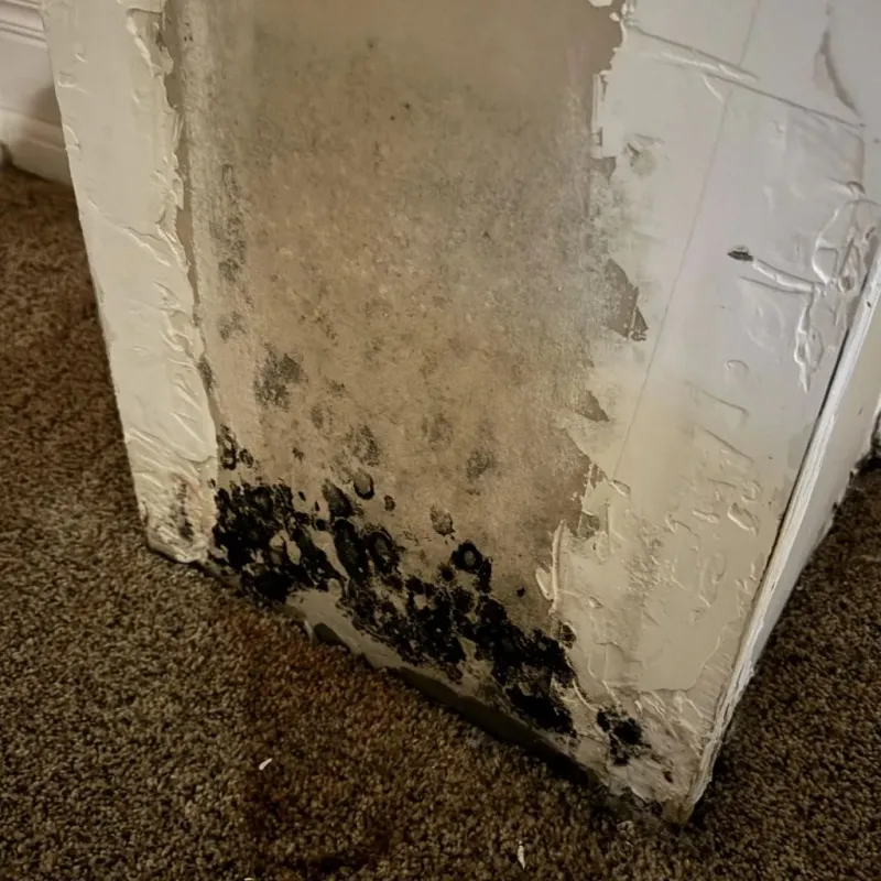 Professional Mold Removal in Cajahs Mountain, NC